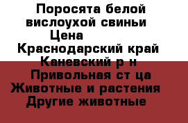 Поросята белой вислоухой свиньи › Цена ­ 3 000 - Краснодарский край, Каневский р-н, Привольная ст-ца Животные и растения » Другие животные   